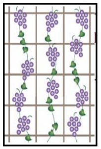 grapevines growing on a trellis